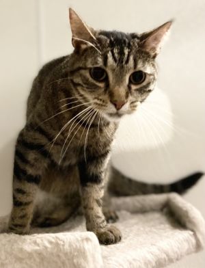 AC Covie AKA Dot, Adult Female Tabby