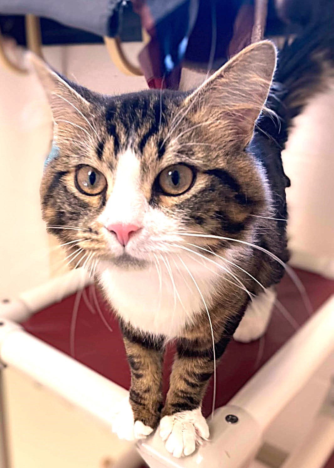 45970 - Geo, an adoptable Siberian in Ellicott City, MD, 21041 | Photo Image 3