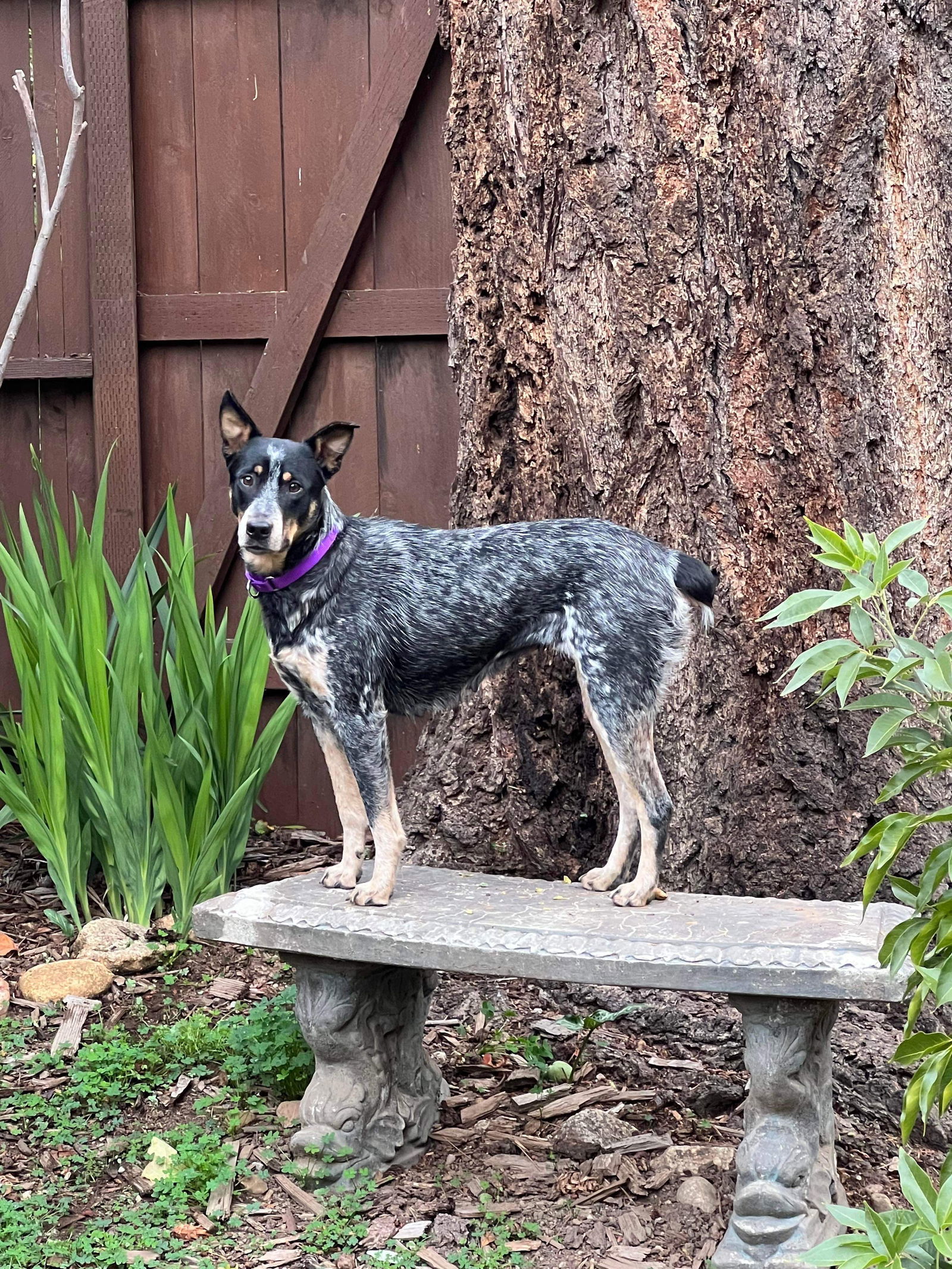 Franny - URGENT!!