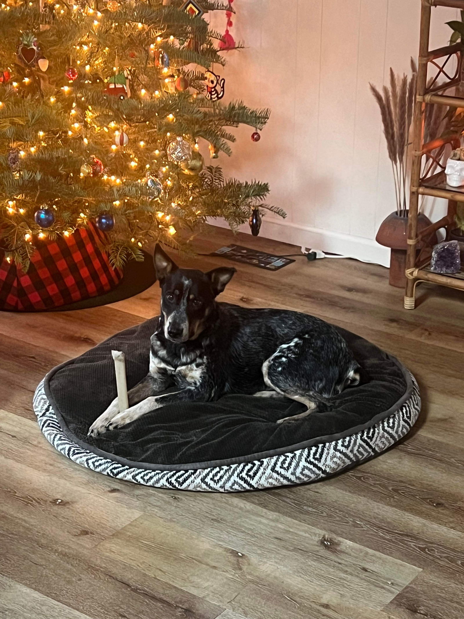Franny - URGENT!!