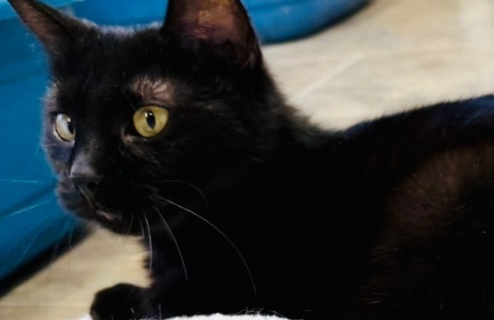 Kiwi, an adoptable Domestic Short Hair in Algona, IA, 50511 | Photo Image 1