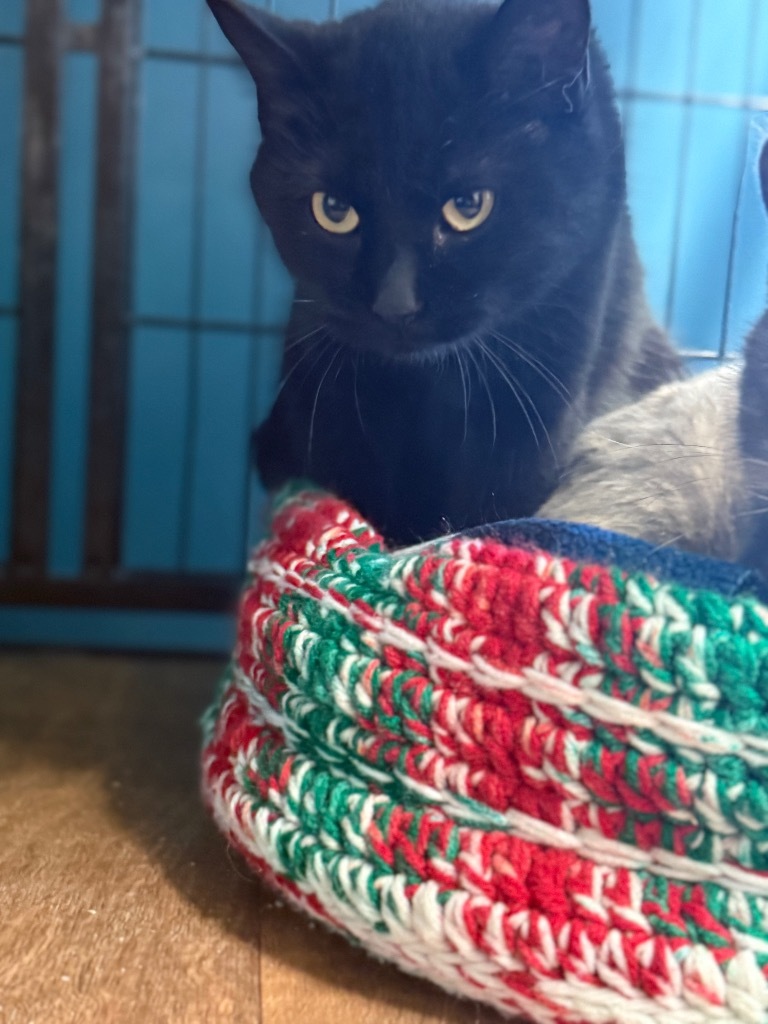 Kiwi, an adoptable Domestic Short Hair in Algona, IA, 50511 | Photo Image 2