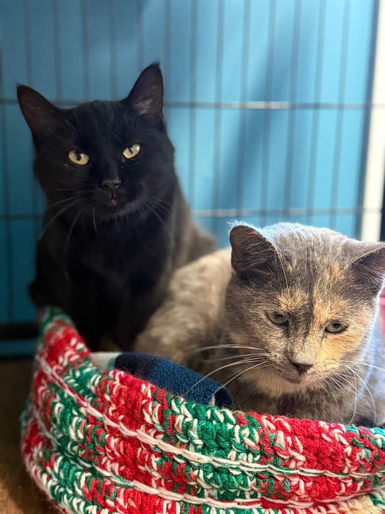 Kiwi, an adoptable Domestic Short Hair in Algona, IA, 50511 | Photo Image 3