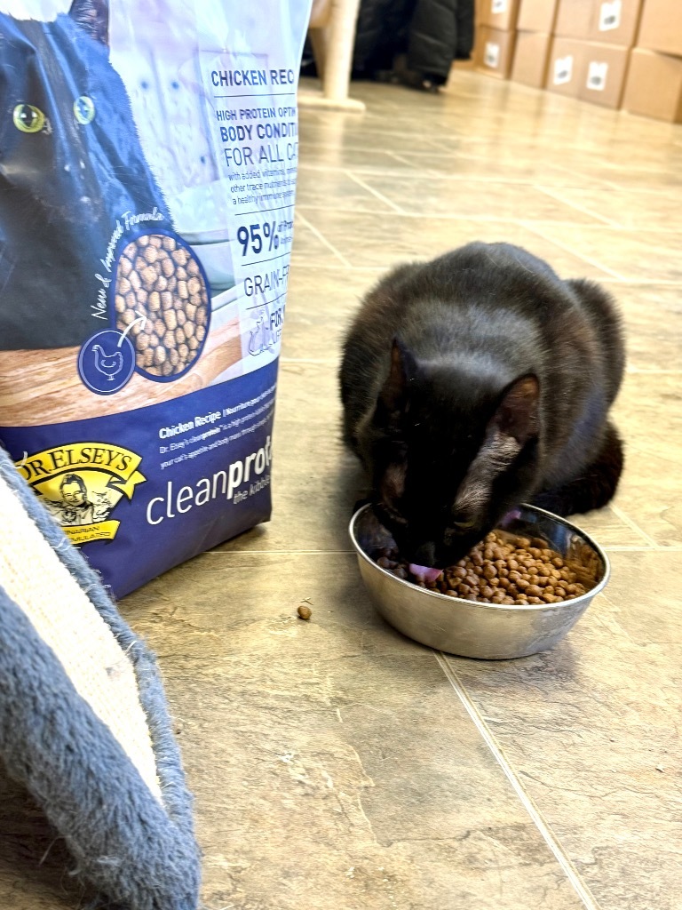 Kiwi, an adoptable Domestic Short Hair in Algona, IA, 50511 | Photo Image 4