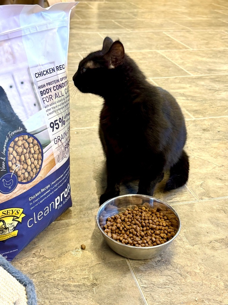 Kiwi, an adoptable Domestic Short Hair in Algona, IA, 50511 | Photo Image 5