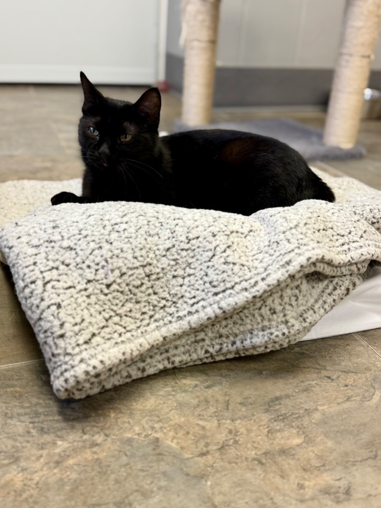 Kiwi, an adoptable Domestic Short Hair in Algona, IA, 50511 | Photo Image 6