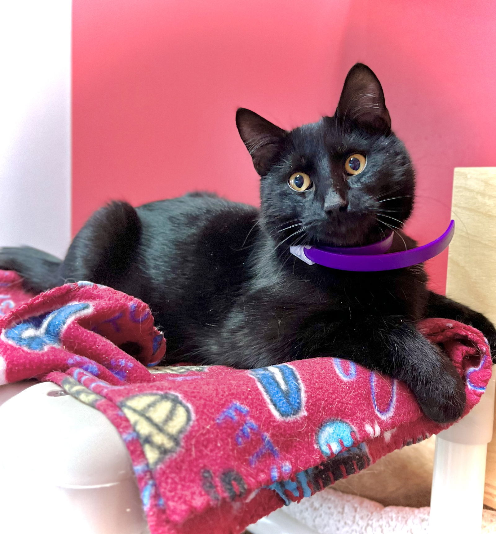 Draven, an adoptable Domestic Short Hair in Estherville, IA, 51334 | Photo Image 1