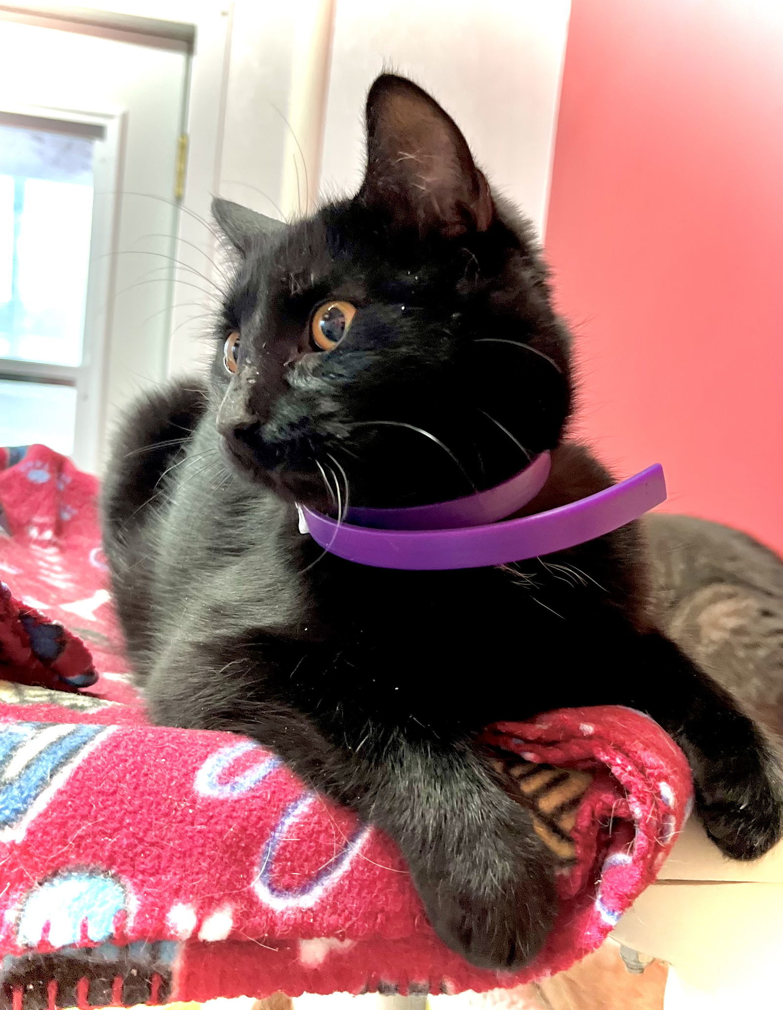 Draven, an adoptable Domestic Short Hair in Estherville, IA, 51334 | Photo Image 2