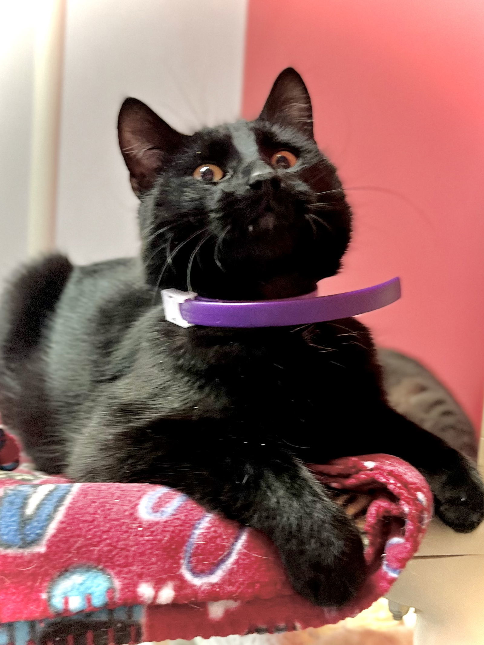 Draven, an adoptable Domestic Short Hair in Estherville, IA, 51334 | Photo Image 3