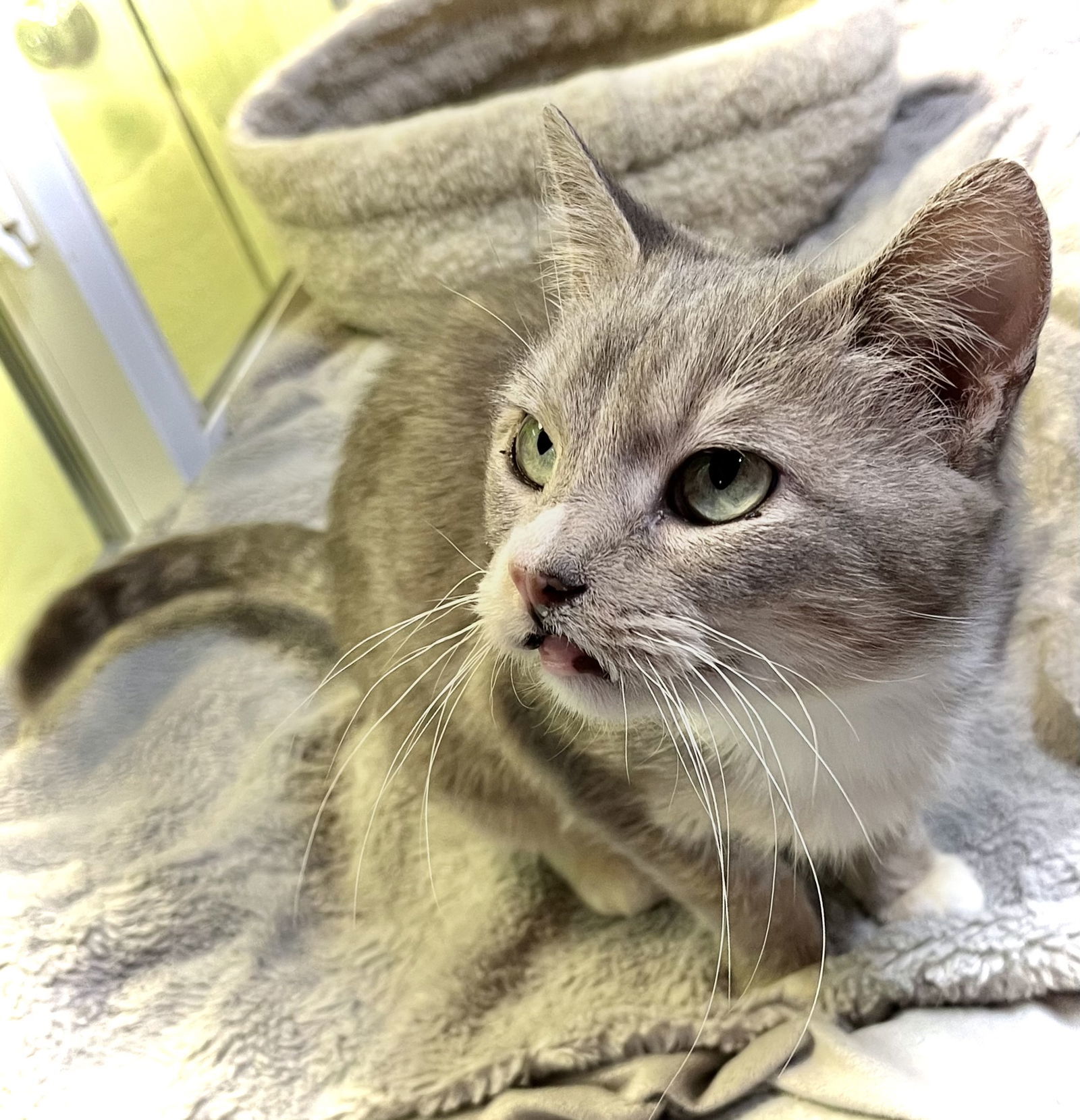 Vera, an adoptable Domestic Short Hair in Estherville, IA, 51334 | Photo Image 1