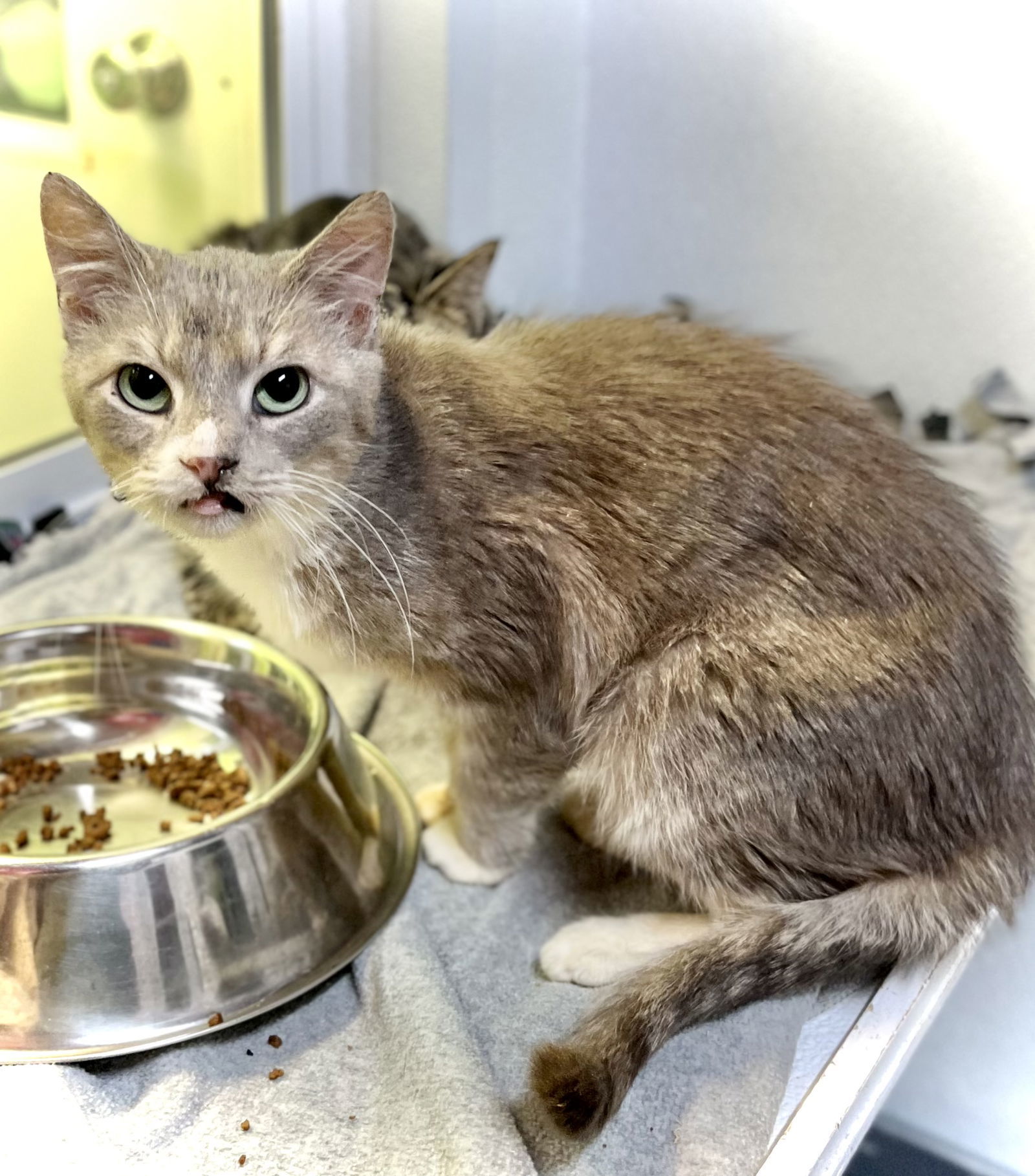 Vera, an adoptable Domestic Short Hair in Estherville, IA, 51334 | Photo Image 2