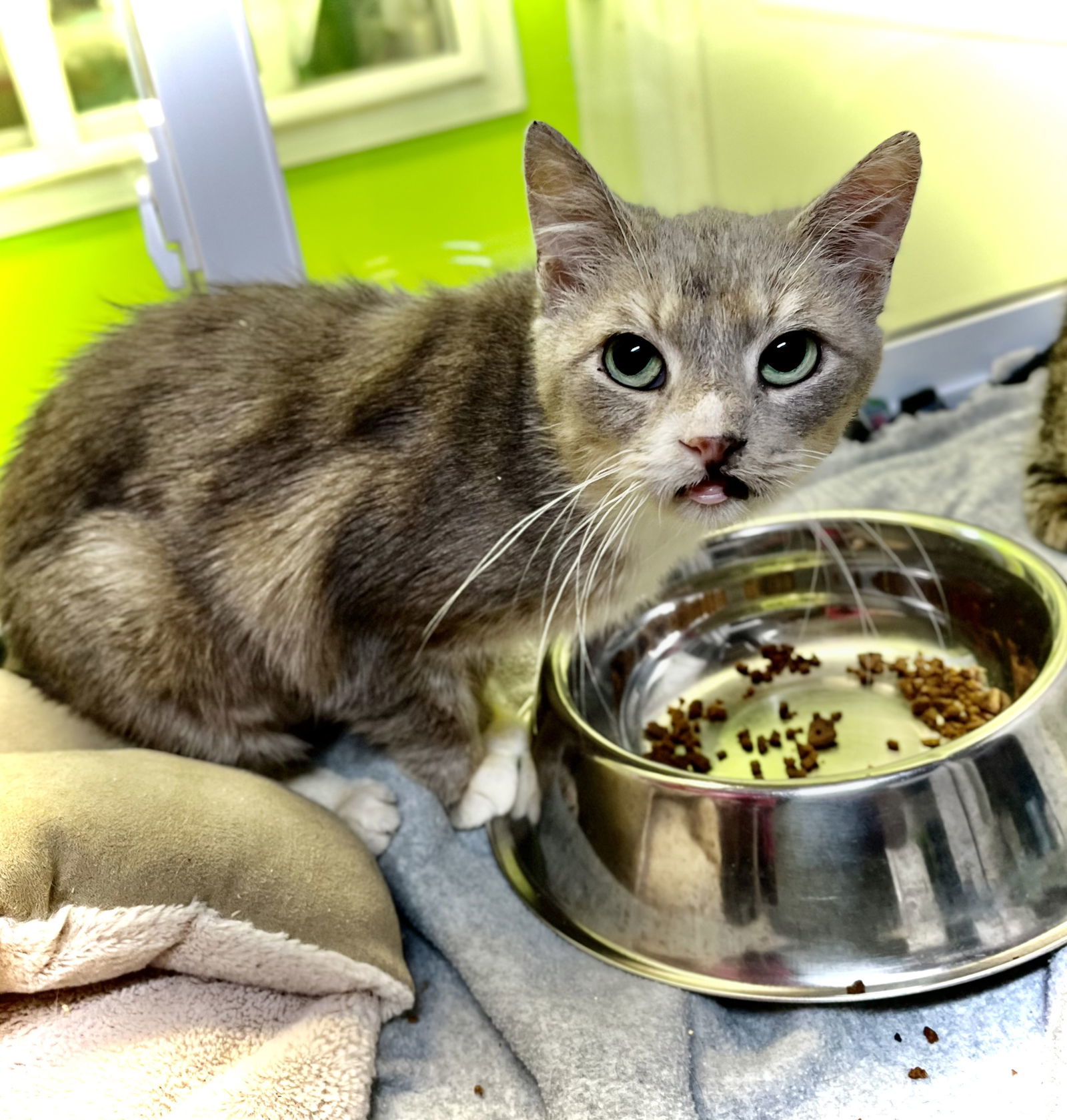 Vera, an adoptable Domestic Short Hair in Estherville, IA, 51334 | Photo Image 3