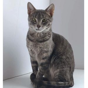Inga C63535, Adult Female Domestic Short Hair
