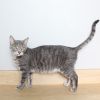 Inga C63535 photo 2