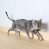Inga C63535 photo 4