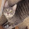 Inga C63535 photo 5