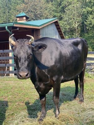 Willa / Valentine, Adult Female unknown