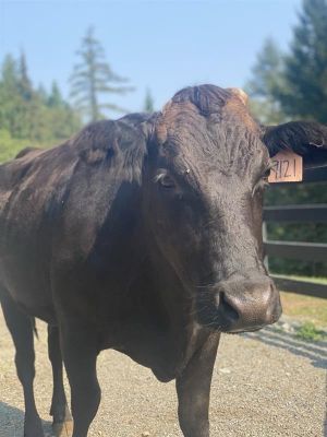 Myrtle / Hazel, Adult Female unknown