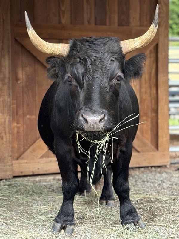 Fern / Dandy / Lavender