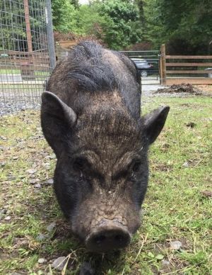 Lisa-Marie / Elvis, Senior Female unknown