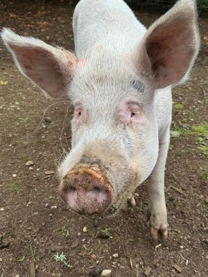 George / Peppermint, Adult Male unknown