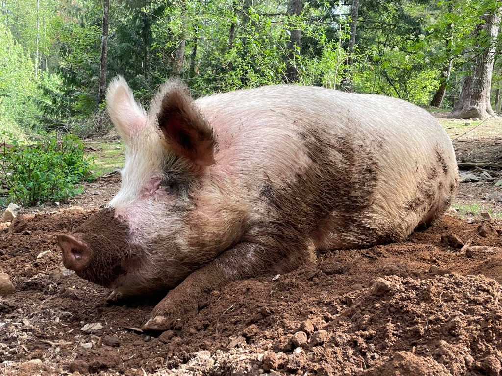 Rose / Poppy / Sweetpea