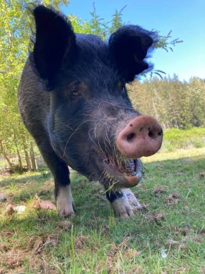 Noodles / Nanni (Nastansky), Senior Female unknown