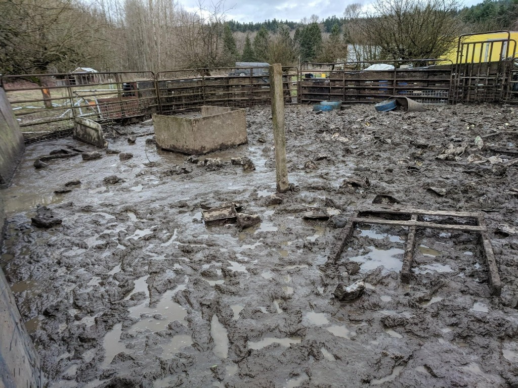 Noodles / Nanni (Nastansky)