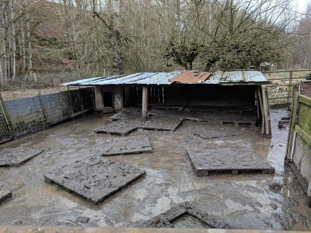 Noodles / Nanni (Nastansky)