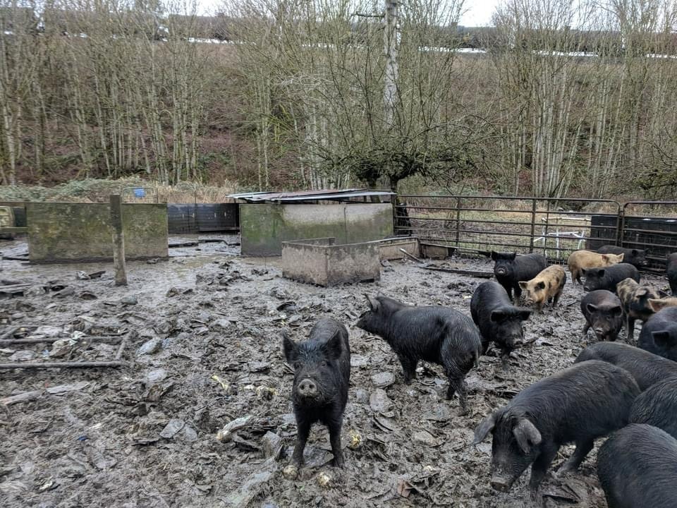 Noodles / Nanni (Nastansky)