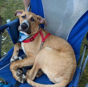 Hi My name is Norbert but my foster mom calls me Bert I am a BoxerShepherd mix we think and
