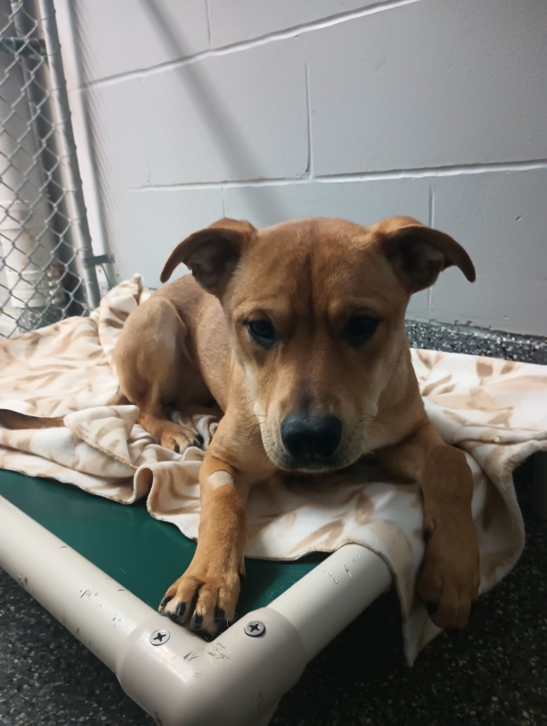 Cherry, an adoptable Hound in Kenai, AK, 99611 | Photo Image 2