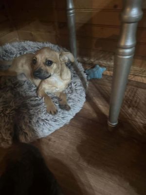 Jelly Bean, Baby Female Terrier