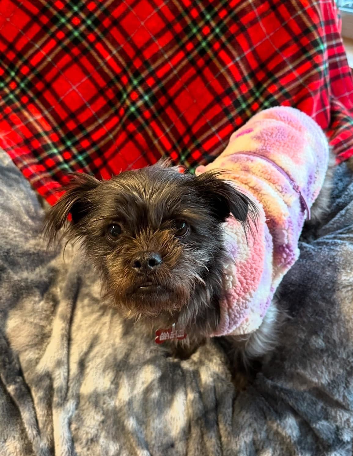 Chloe, an adoptable Shih Tzu, Schnauzer in Union Beach, NJ, 07735 | Photo Image 1