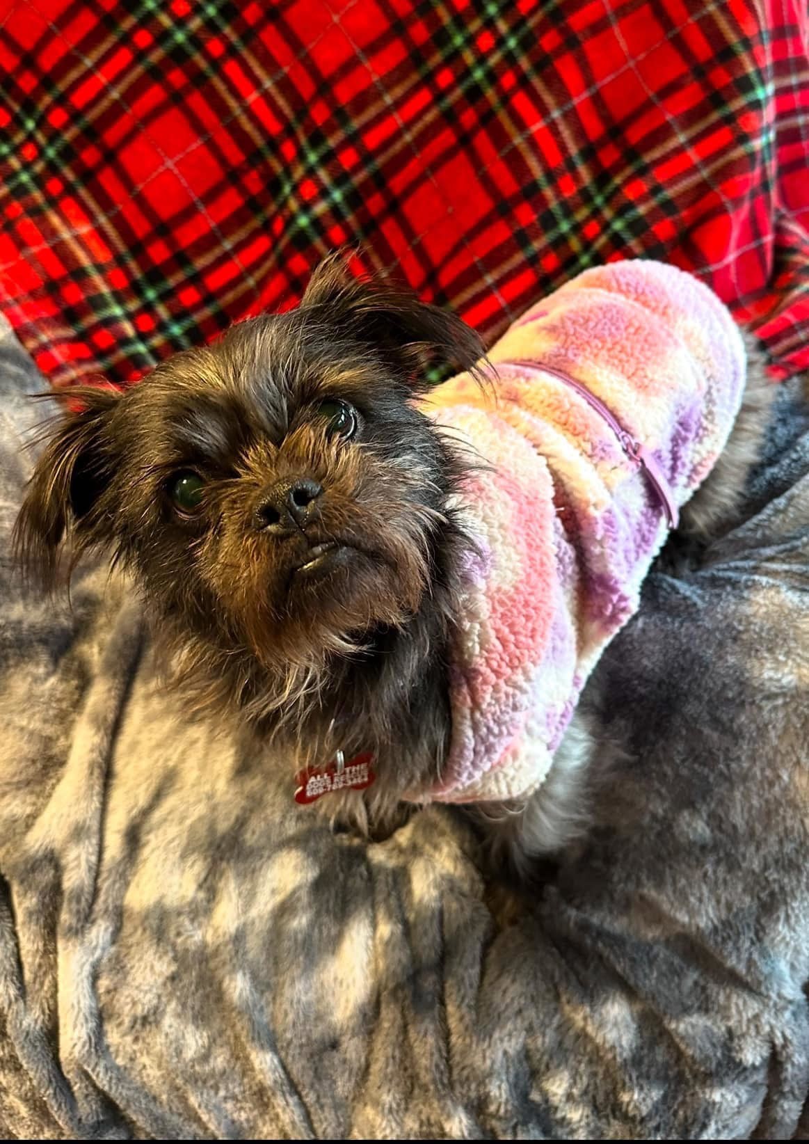 Chloe, an adoptable Shih Tzu, Schnauzer in Union Beach, NJ, 07735 | Photo Image 2