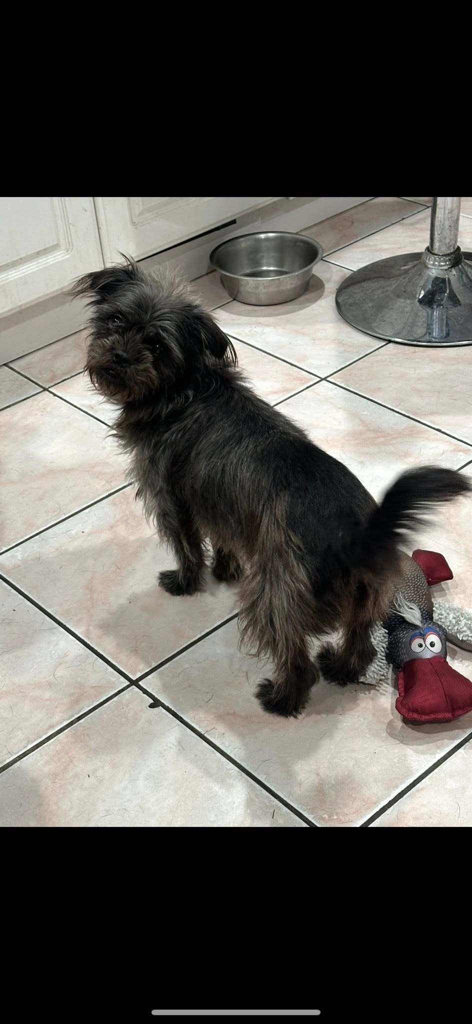 Chloe, an adoptable Shih Tzu, Schnauzer in Union Beach, NJ, 07735 | Photo Image 3