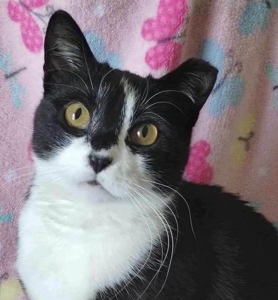 Pixie (aka Mama Pixie)