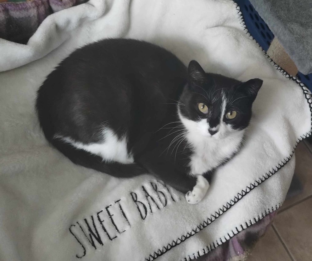 Pixie (aka Mama Pixie)