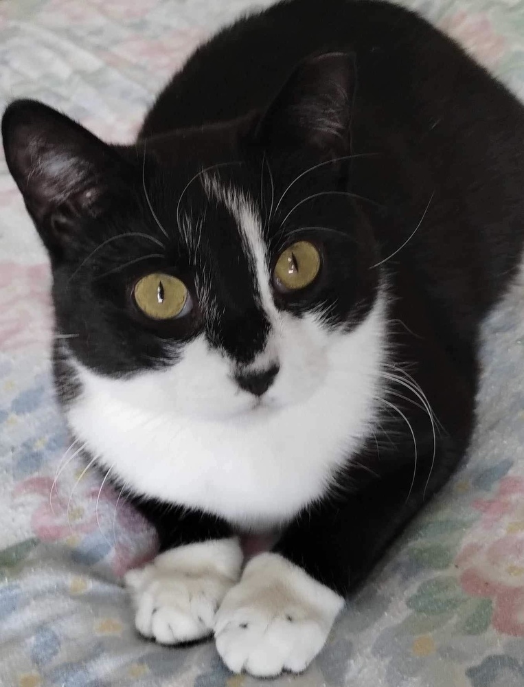 Pixie (aka Mama Pixie)