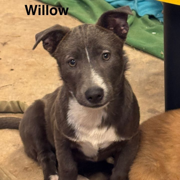 Willow 1