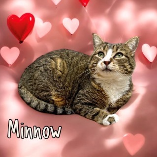 Minnow 31993