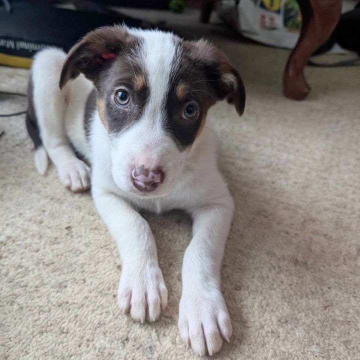 Skipper 4