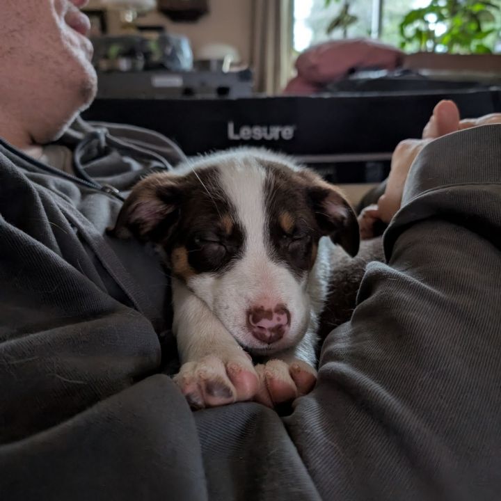 Skipper 6