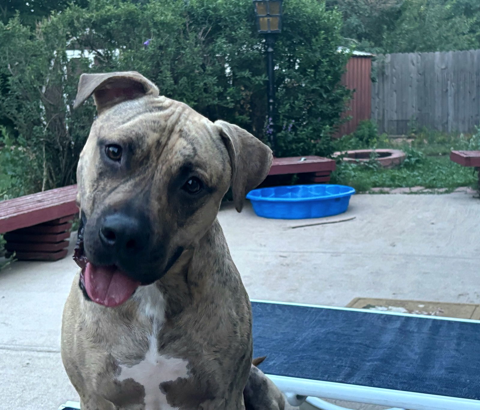 Harlow