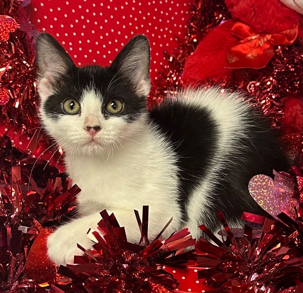 10/26/24 - Atlas, an adoptable Domestic Short Hair in Stillwater, OK, 74074 | Photo Image 1