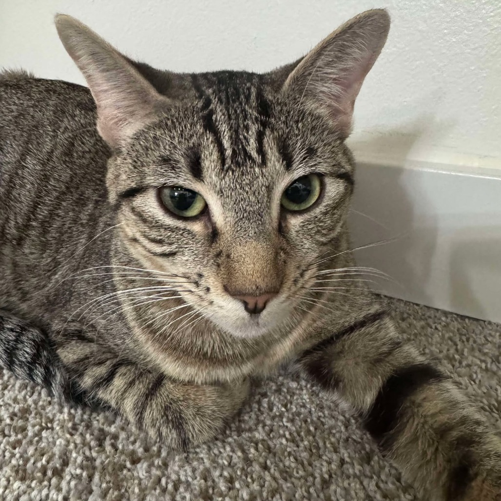 Sasha Lopes, an adoptable Domestic Short Hair in Eagle Mountain, UT, 84005 | Photo Image 1