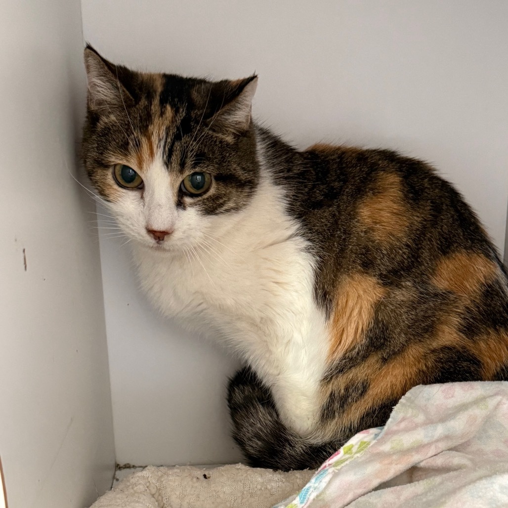Jocelynn, an adoptable Domestic Short Hair in Eagle Mountain, UT, 84005 | Photo Image 1