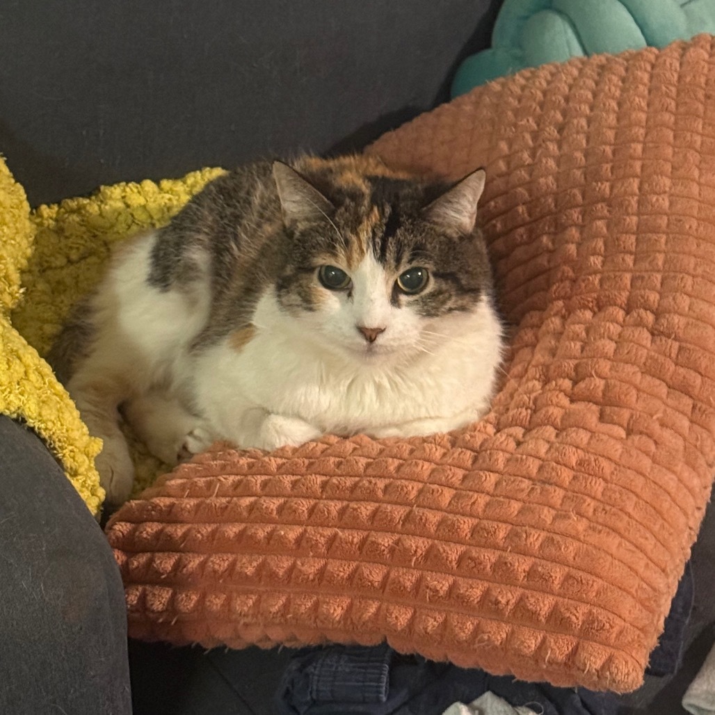 Jocelynn, an adoptable Domestic Short Hair in Eagle Mountain, UT, 84005 | Photo Image 1