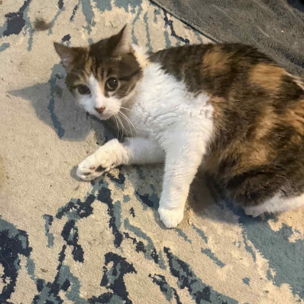 Jocelynn, an adoptable Domestic Short Hair in Eagle Mountain, UT, 84005 | Photo Image 3