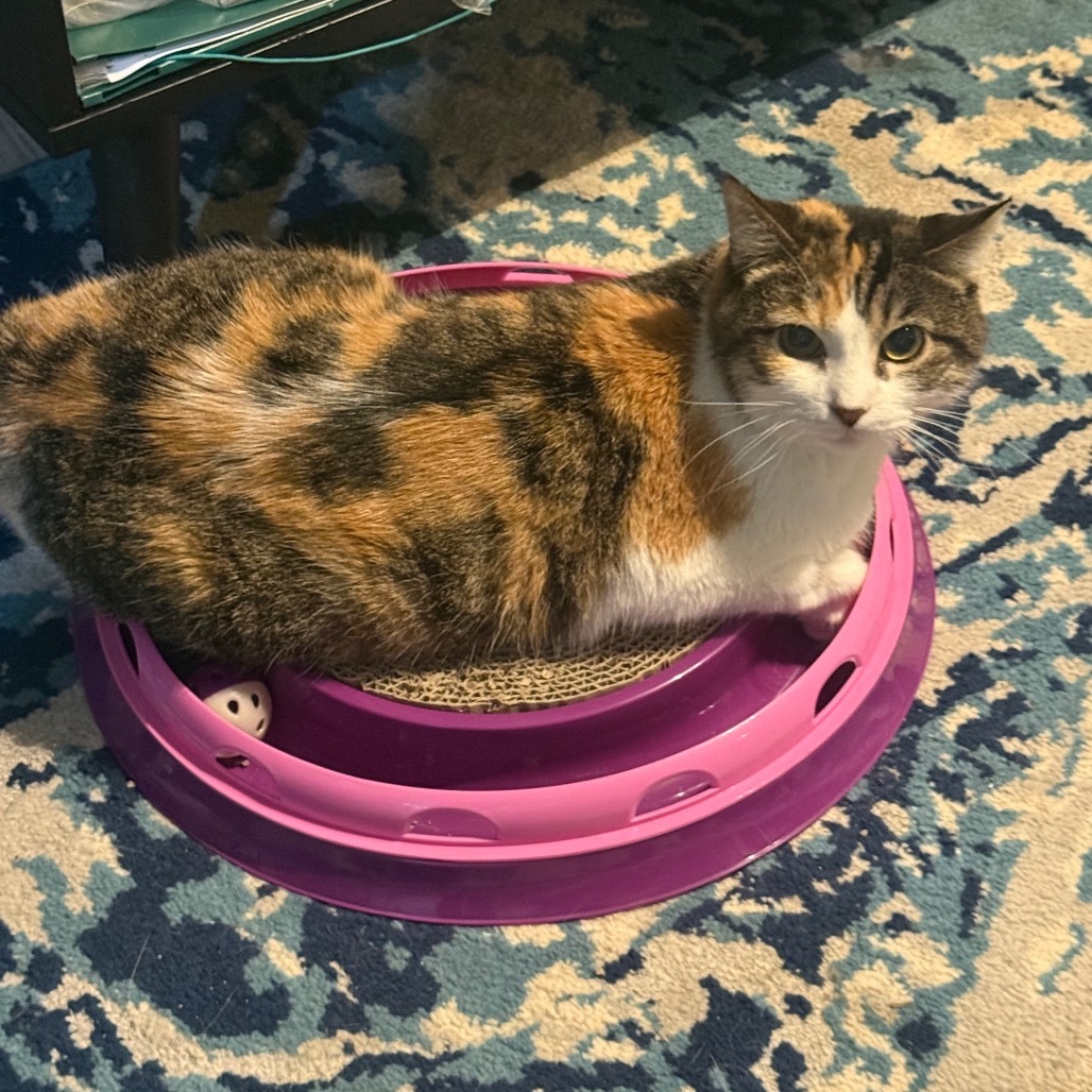 Jocelynn, an adoptable Domestic Short Hair in Eagle Mountain, UT, 84005 | Photo Image 3